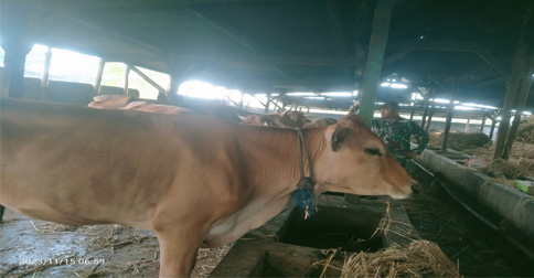 Babinsa Lamongan Terjun dan Pantau Virus PMK pada&nbsp;Ternak