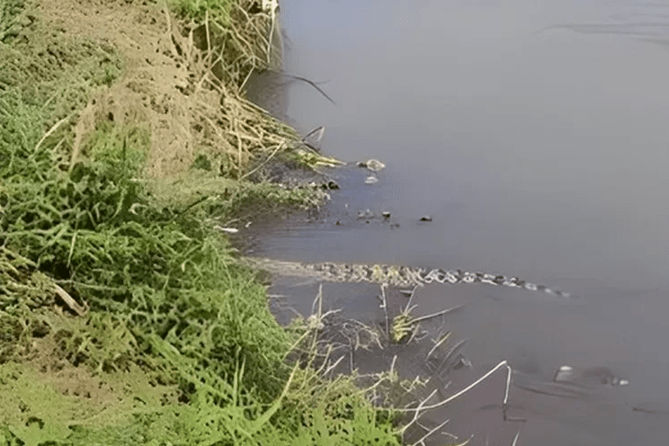 Seekor Buaya Muncul di Sungai Kencong Jember