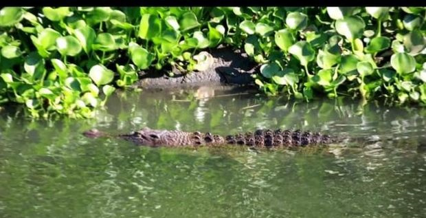 Ngeriiii, Buaya Besar Kembali Muncul di Sungai Gebang&nbsp;Sidoarjo